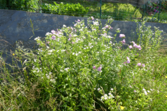 P8030704