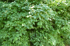 P8030799