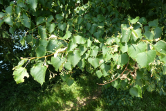 P8030809